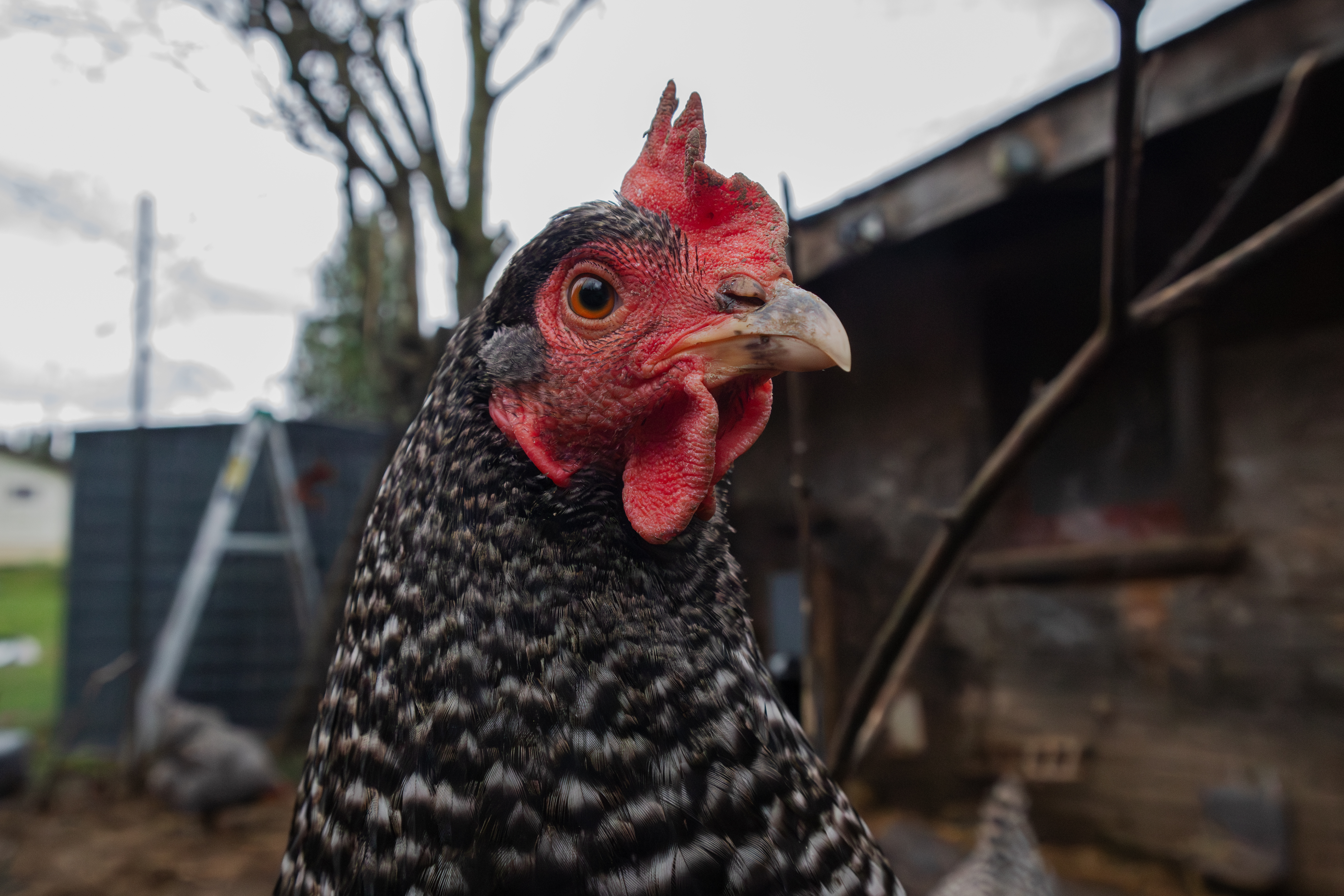 Barred Rock