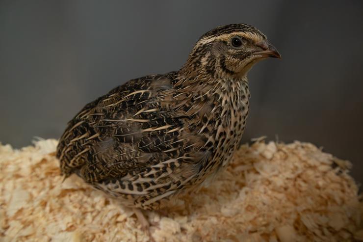 Coturnix Quail